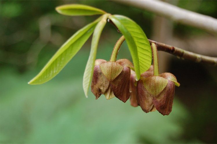 Asimina triloba