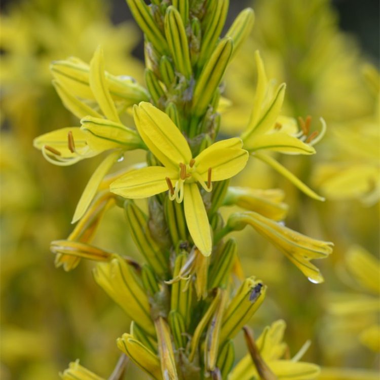 Asphodeline lutea