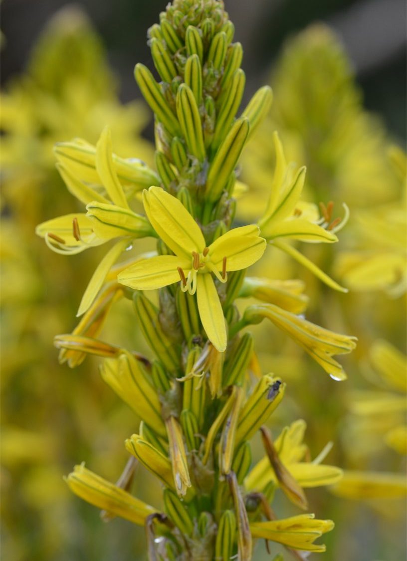 Asphodeline lutea