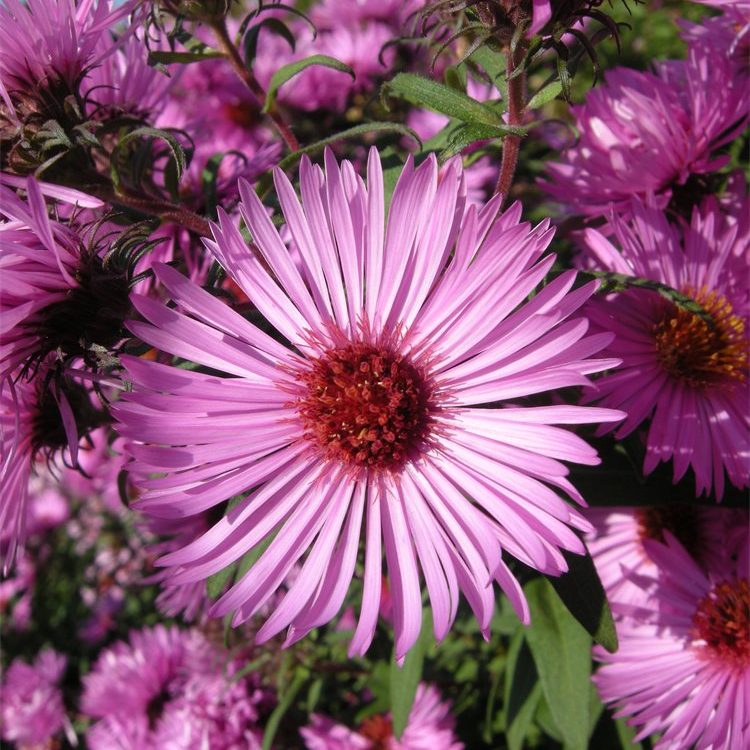 Autumn asters