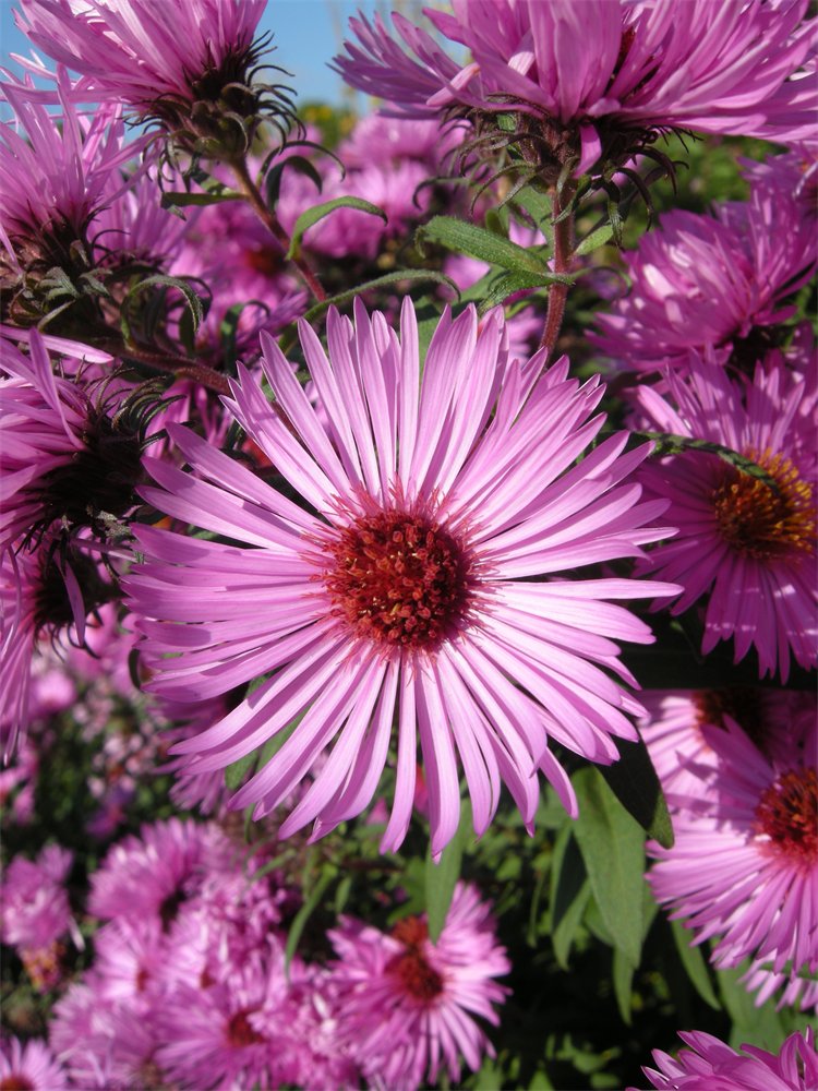 Autumn asters