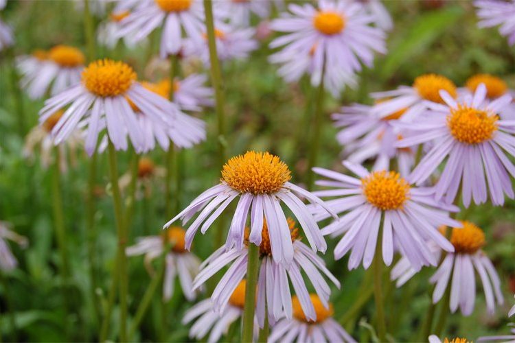 Aster tongolensis