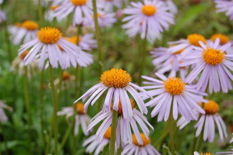 Aster tongolensis