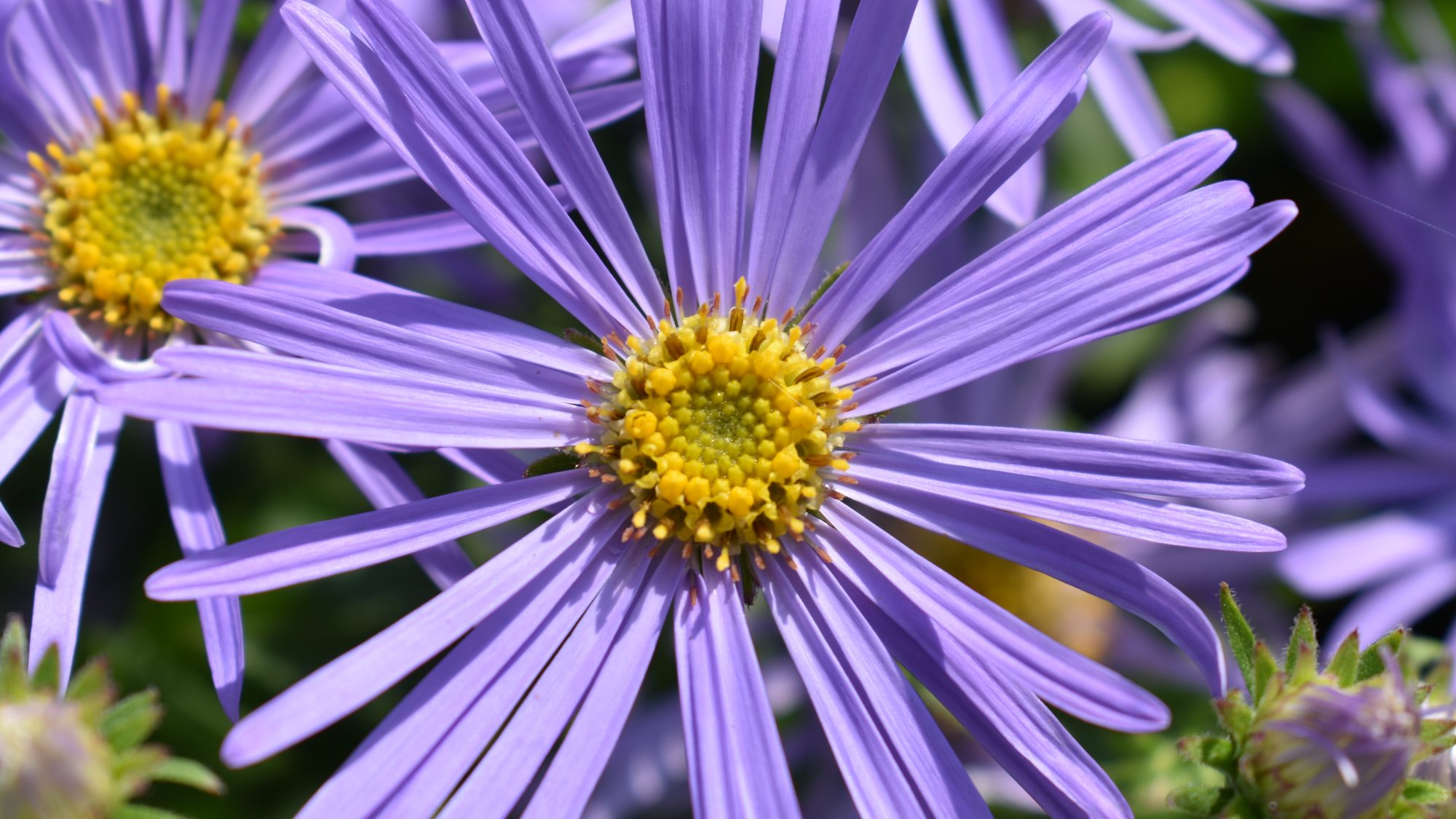 Aster x frikartii 'Mönch'