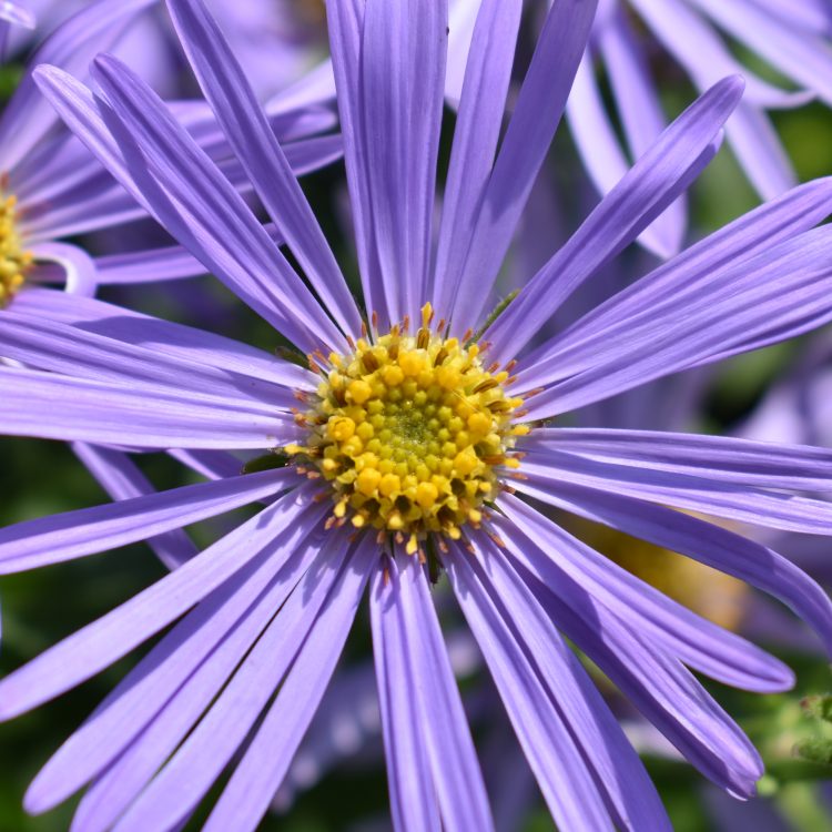 Aster x frikartii ‘Mönch’