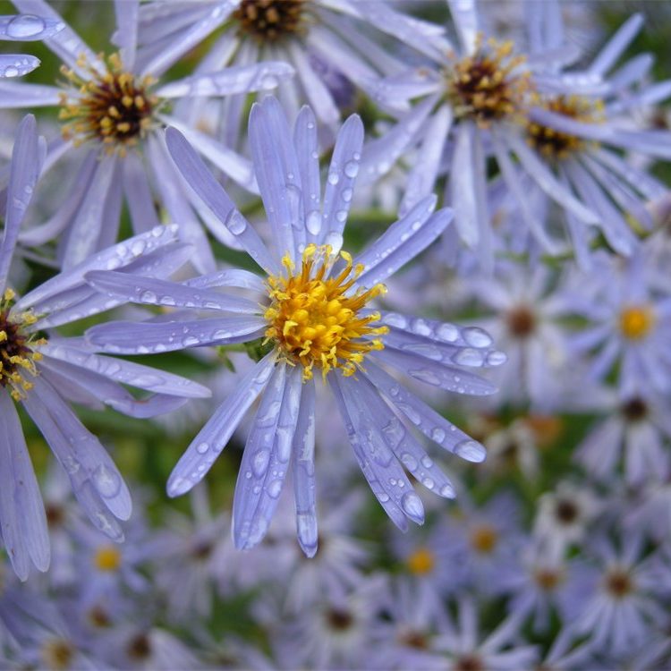 Aster x herveyi