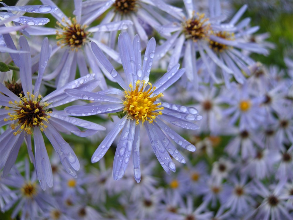 Raindrops on blue flowers with yellow centres.