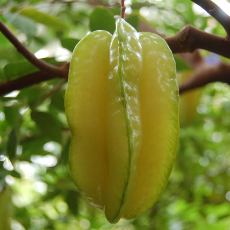 Averrhoa carambola