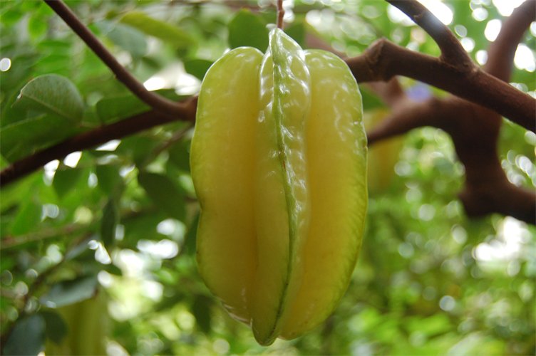 Averrhoa carambola