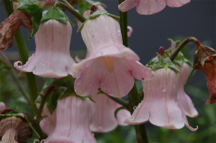 Azorina vidalii