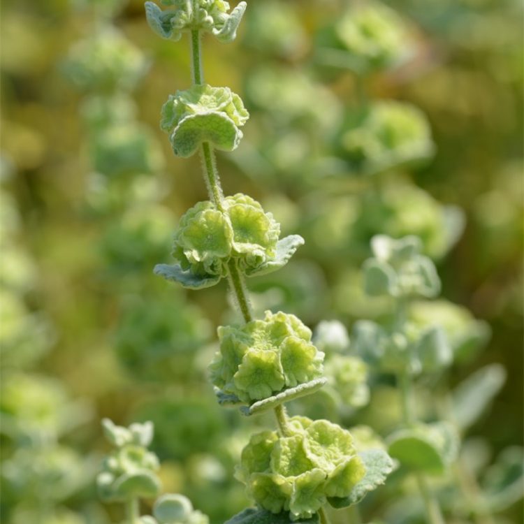 Ballota pseudodictamnus