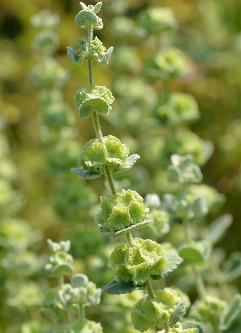 Ballota pseudodictamnus