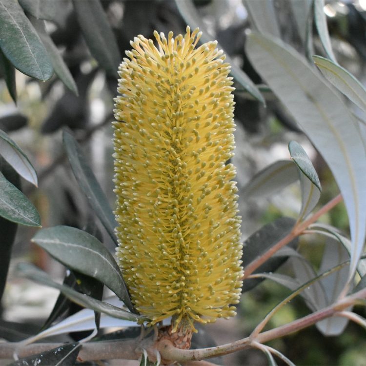 Banksia integrifolia