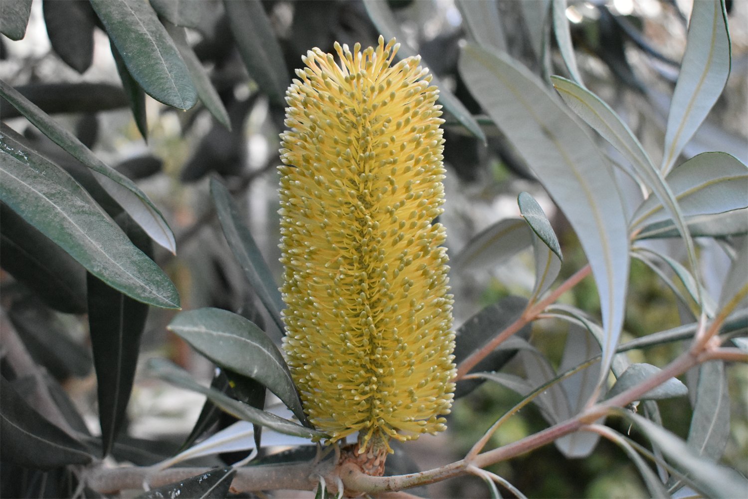 Banksia integrifolia