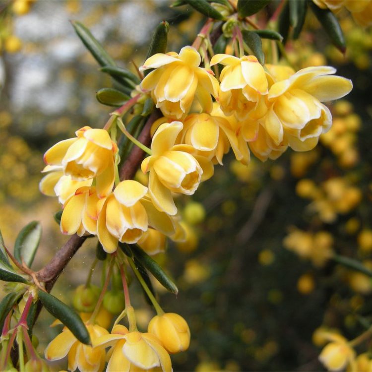 Berberis x stenophylla ‘Pink Pearl’