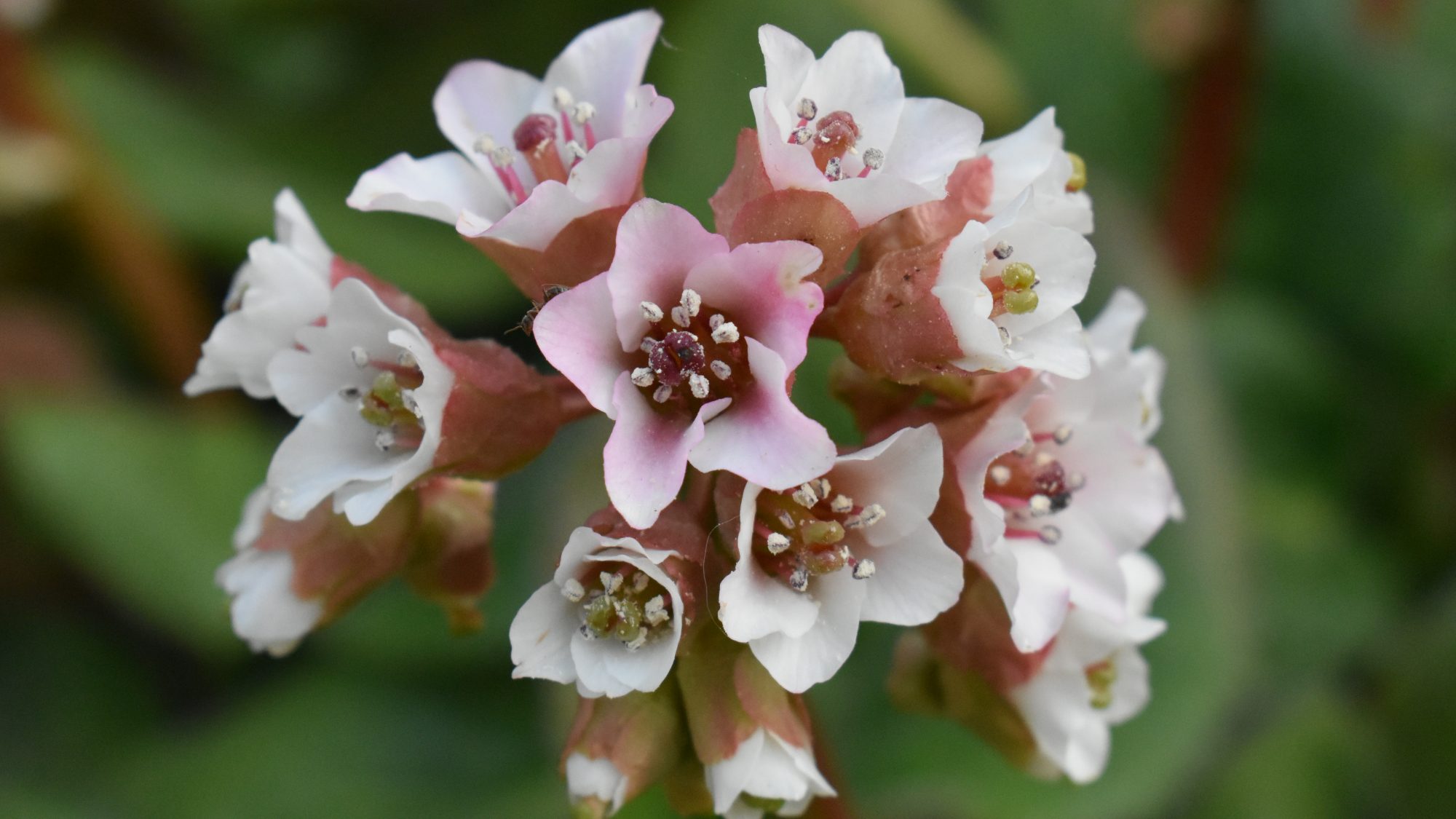 Bergenia ciliata f. ciliata