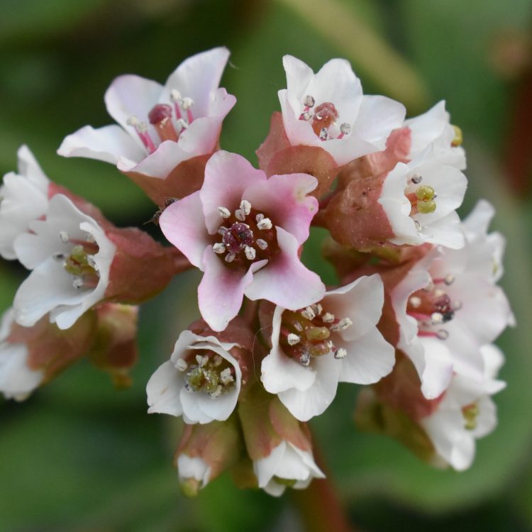 Bergenia ciliata f. ciliata