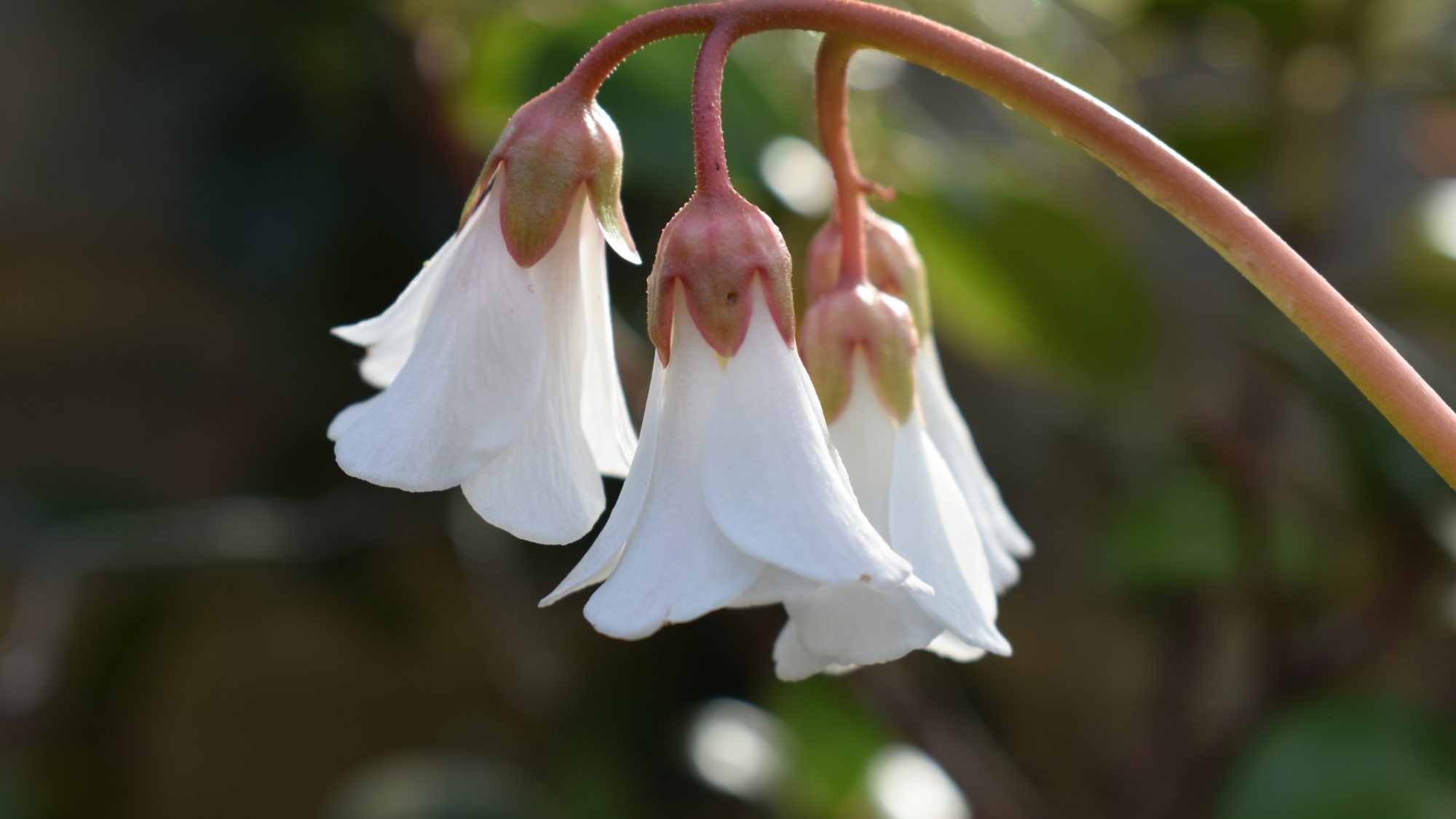 Bergenia emeiensis