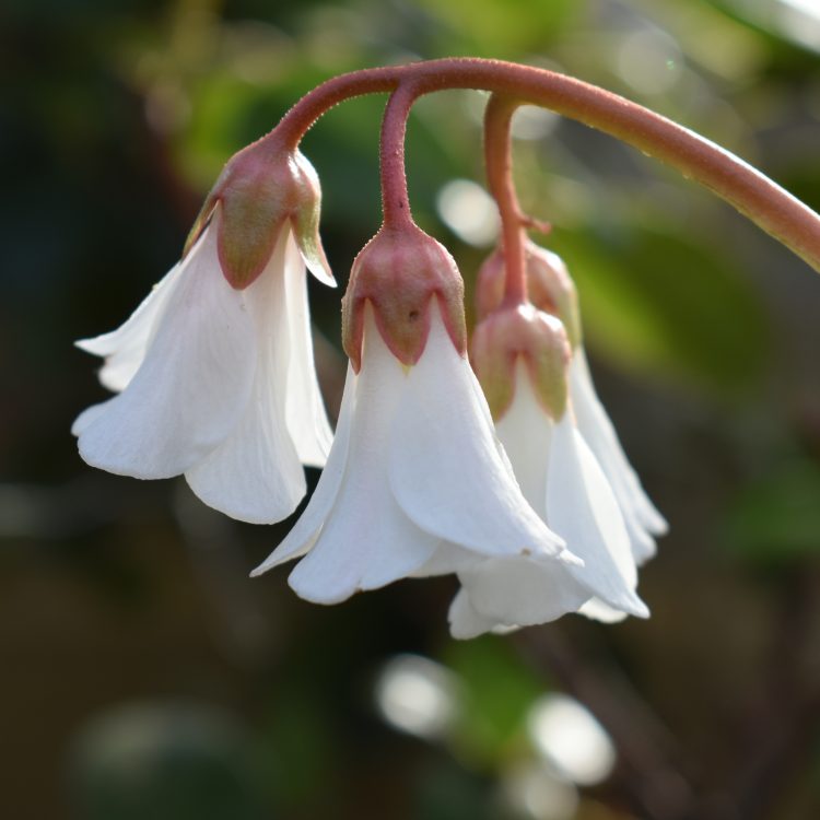 Bergenia emeiensis