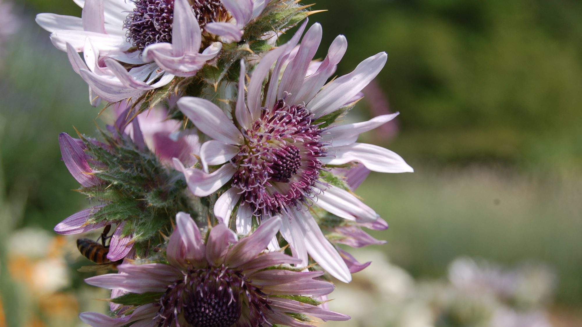 Berkheya purpurea 'Zulu Warrior'