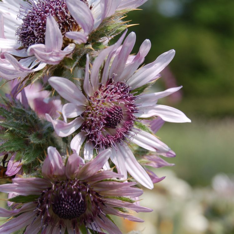 Berkheya purpurea ‘Zulu Warrior’