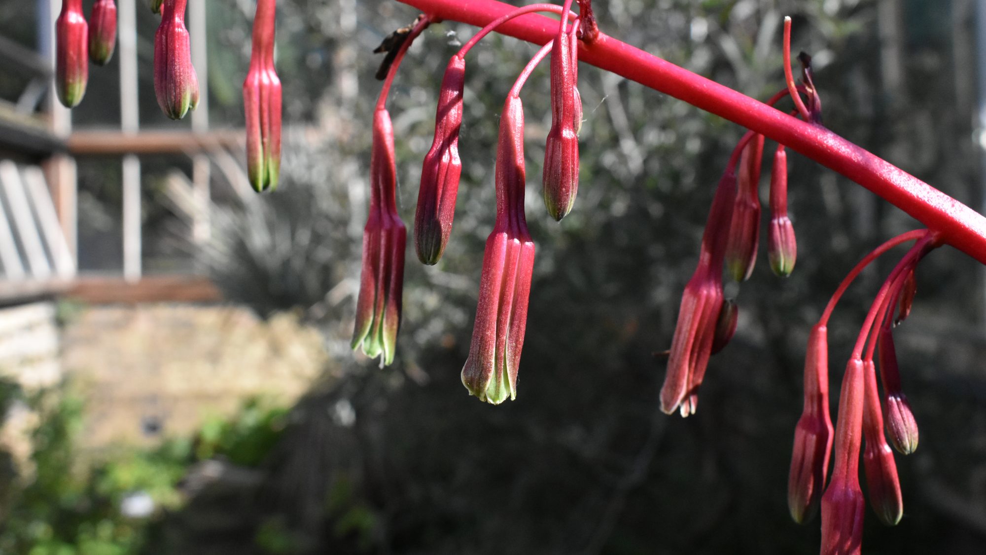 Beschorneria septentrionalis