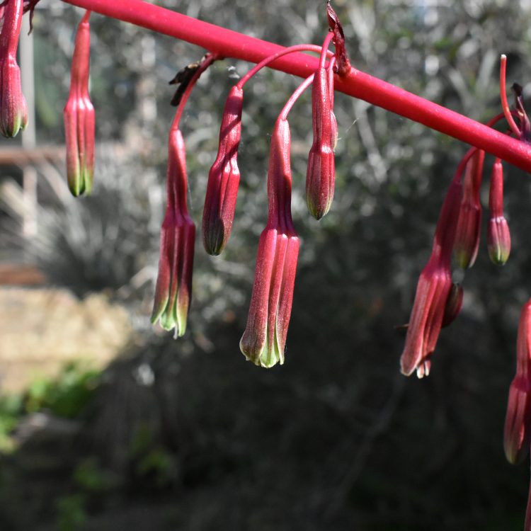 Beschorneria septentrionalis