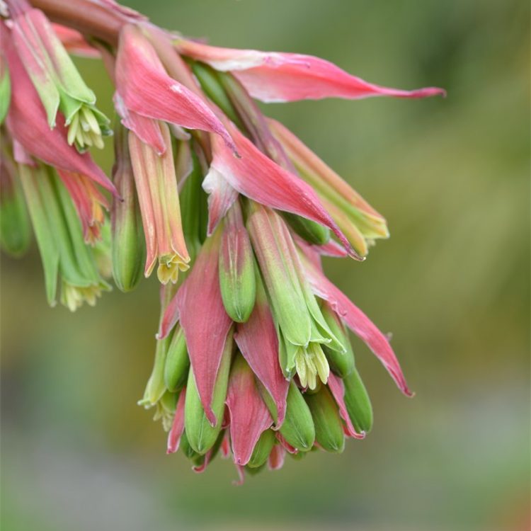 Beschorneria yuccoides