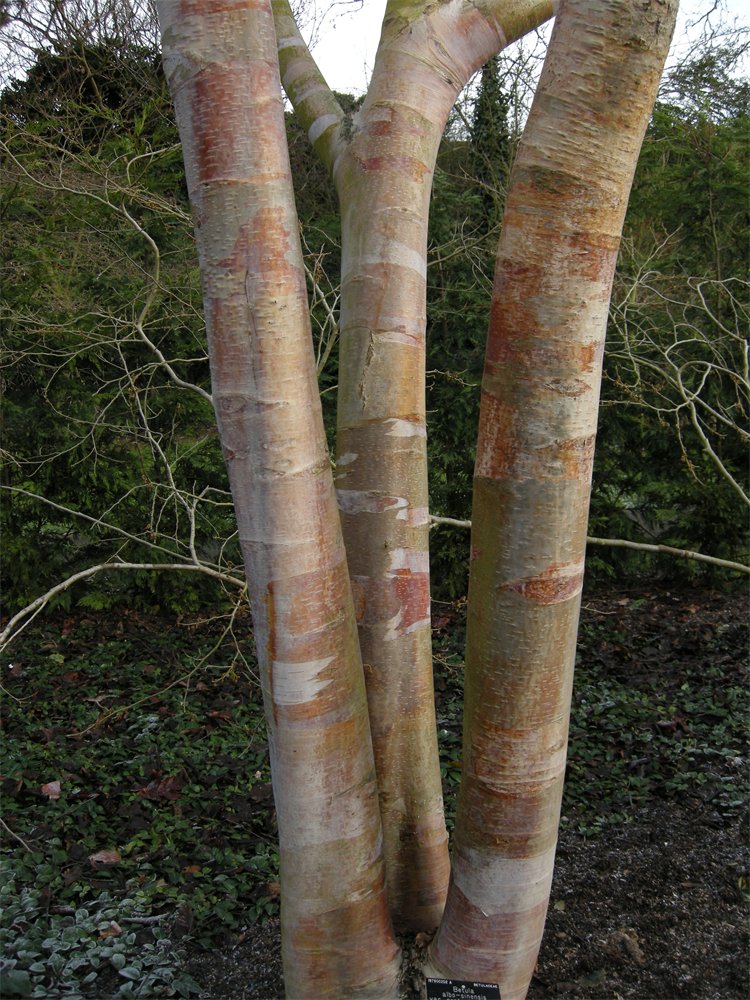 The trunk of Betula utilis subsp. albosinensis.