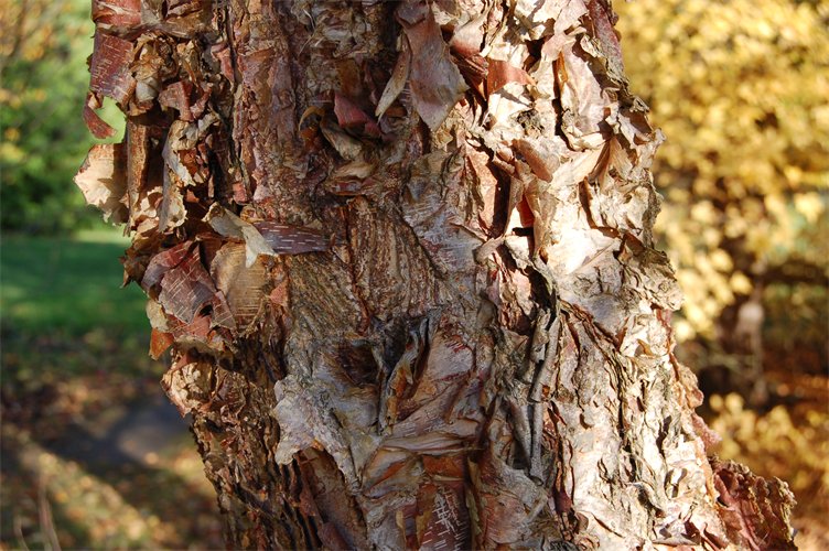 Flaking, pink-brown bark.