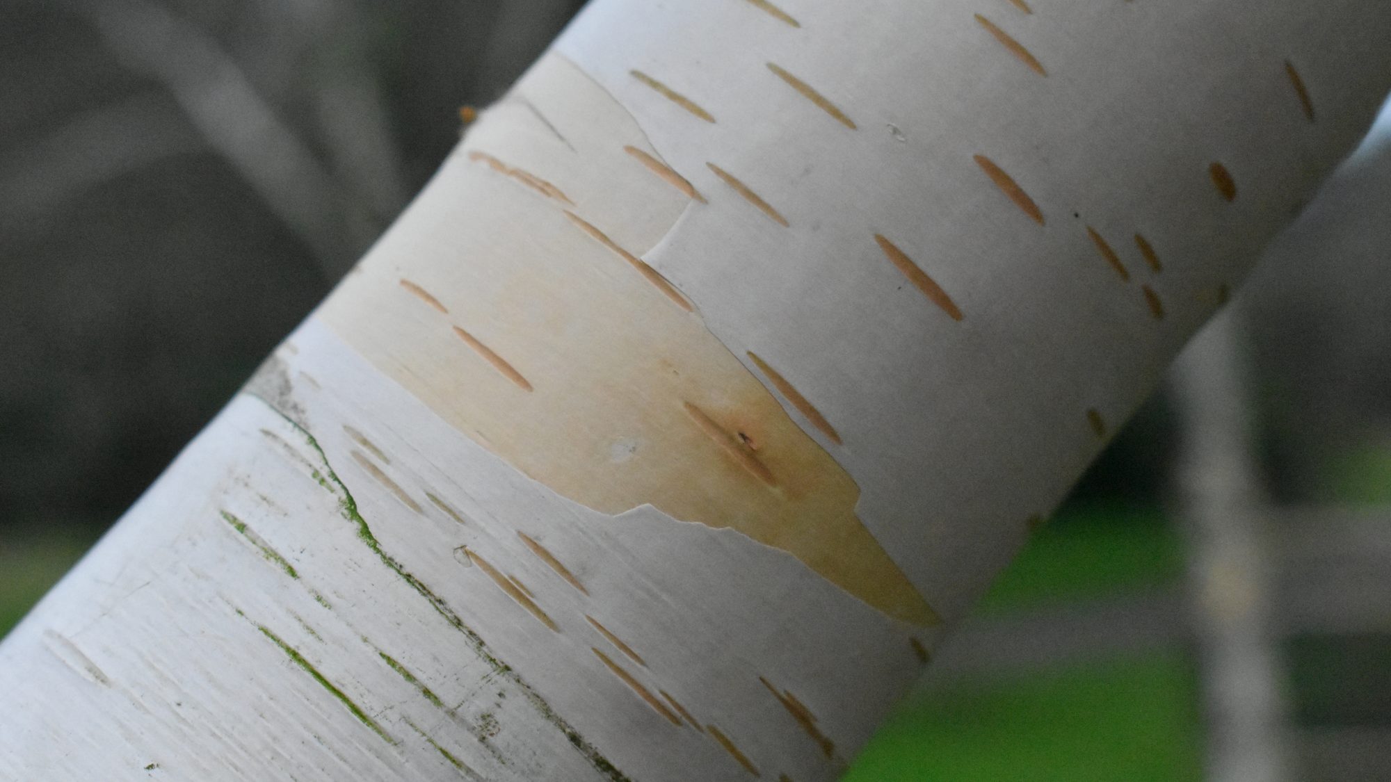 Betula utilis ssp. jacquemontii 'Grayswood Ghost'