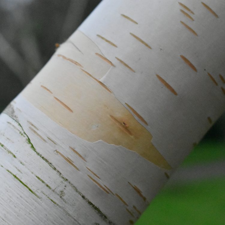 Betula utilis ssp. jacquemontii ‘Grayswood Ghost’