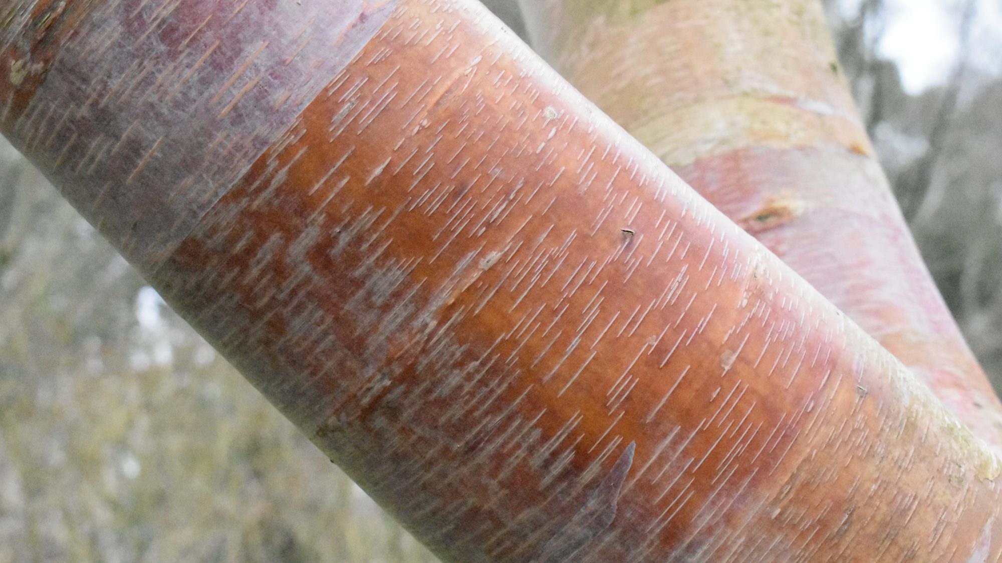 Attractive pink-peach bark.