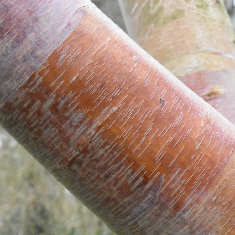 Betula utilis ssp. albo-sinensis
