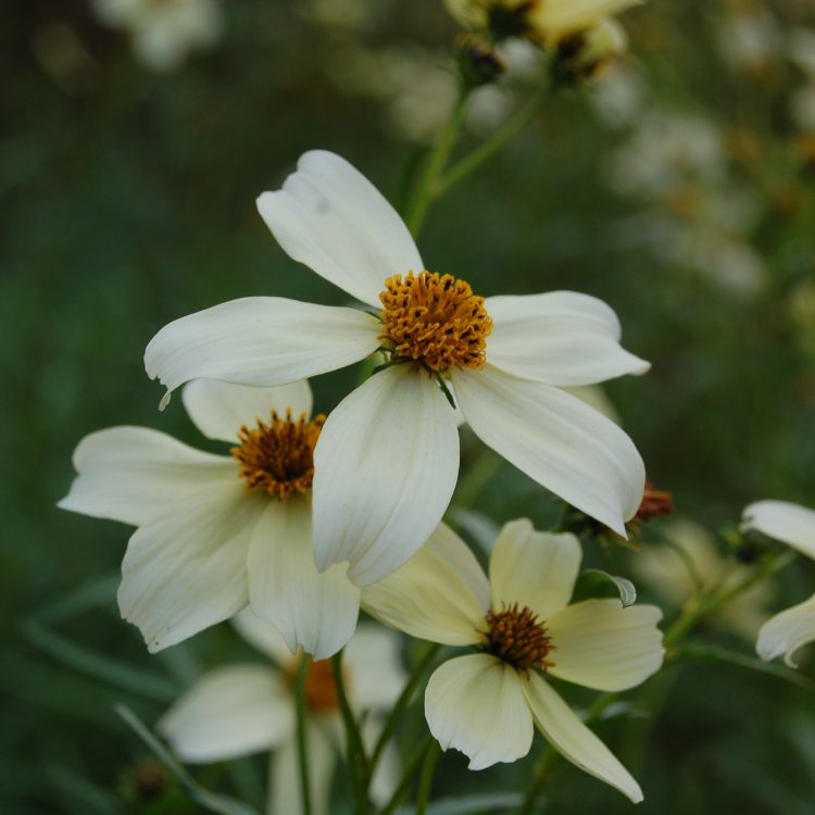Bidens aurea