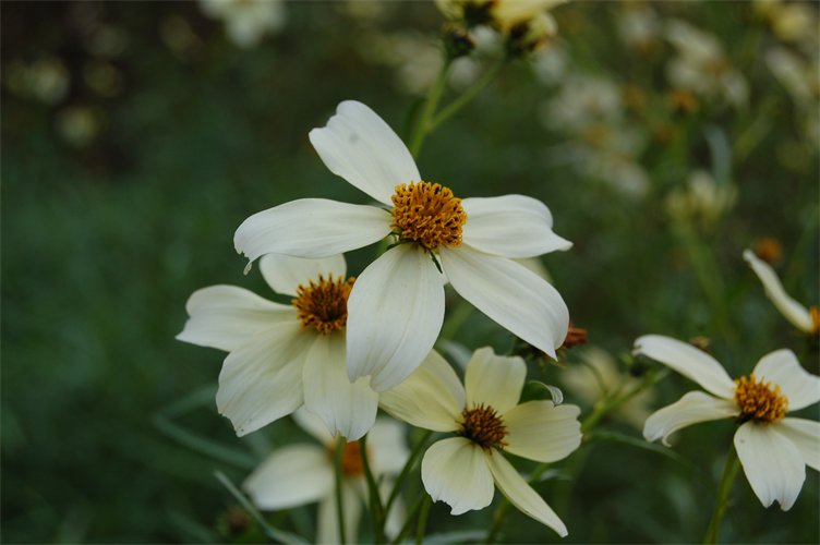 Bidens aurea