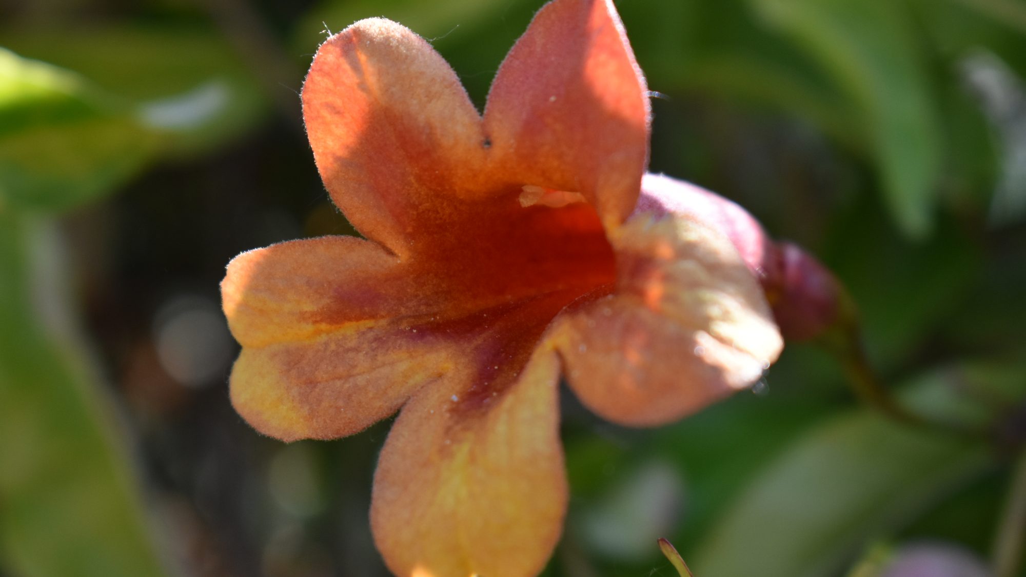 Bignonia capreolata