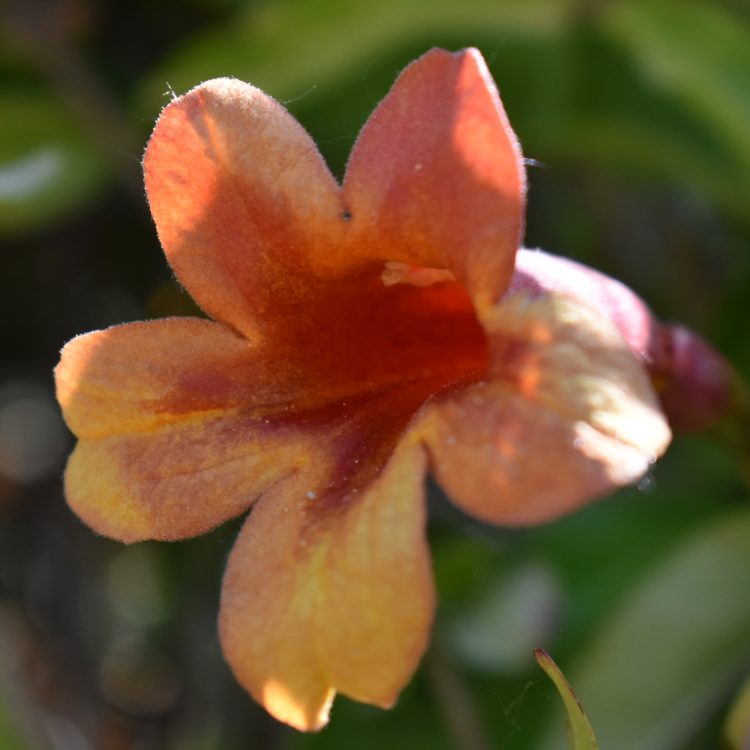 Bignonia capreolata