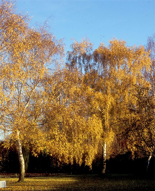 Beautiful birches