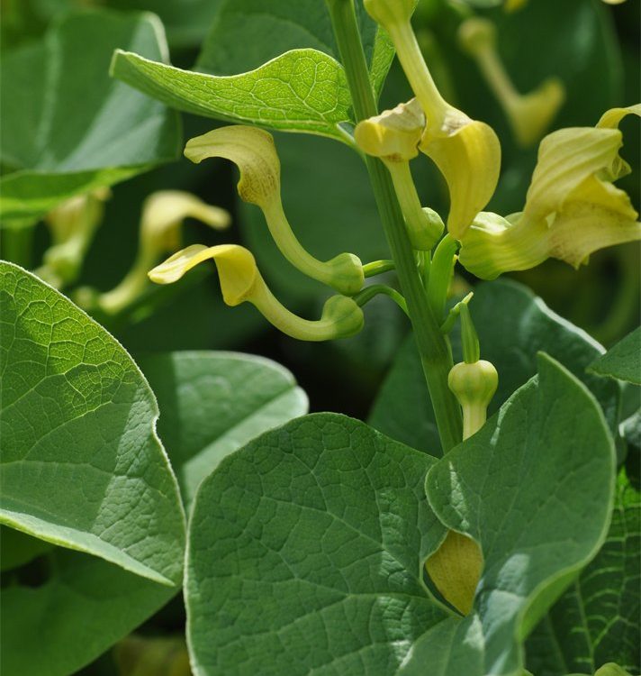 Aristolochia clematitis