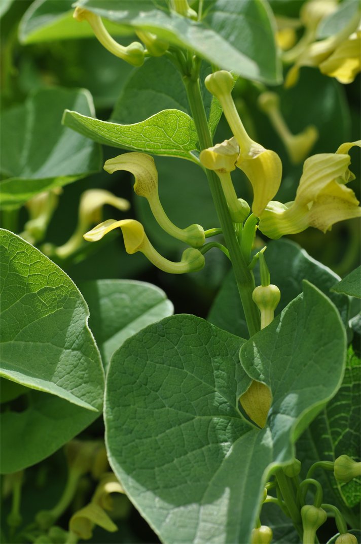 Whorls of slender yellow, tubular flowers.