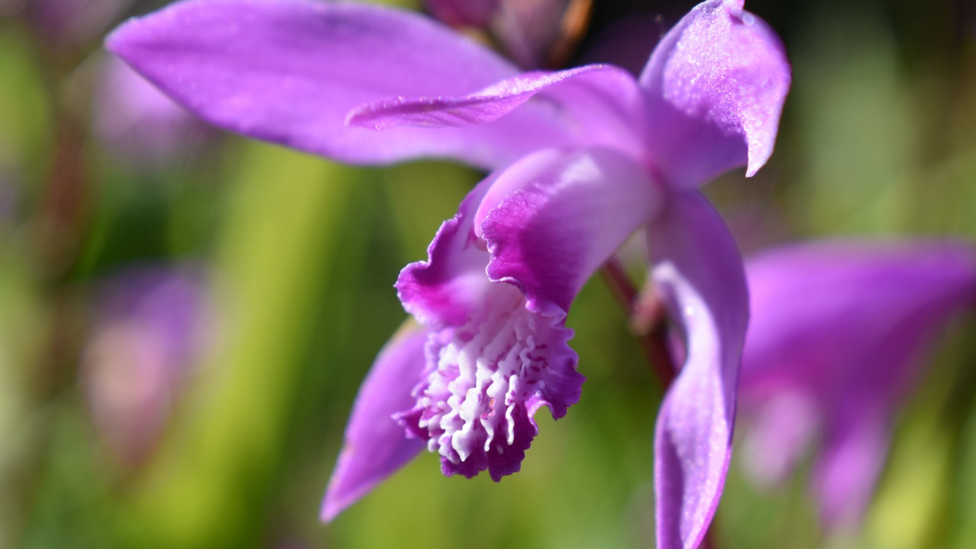 Pink orchid with ridged lower lip.