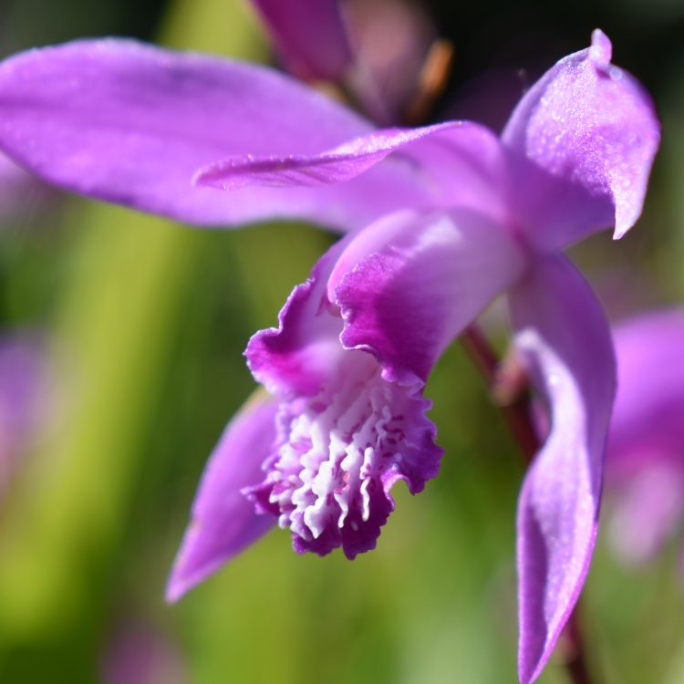 Bletilla striata
