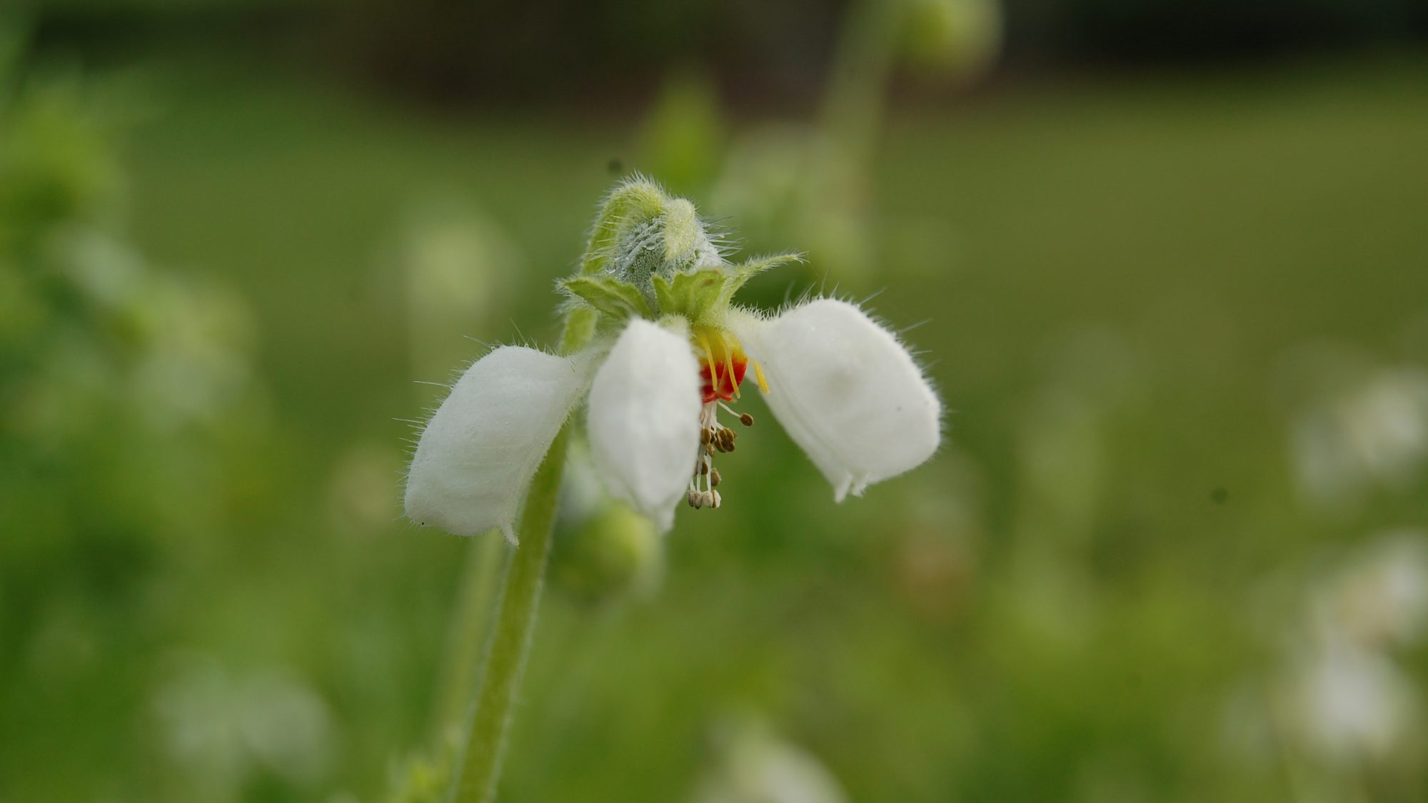 Blumenbachia hieronymi