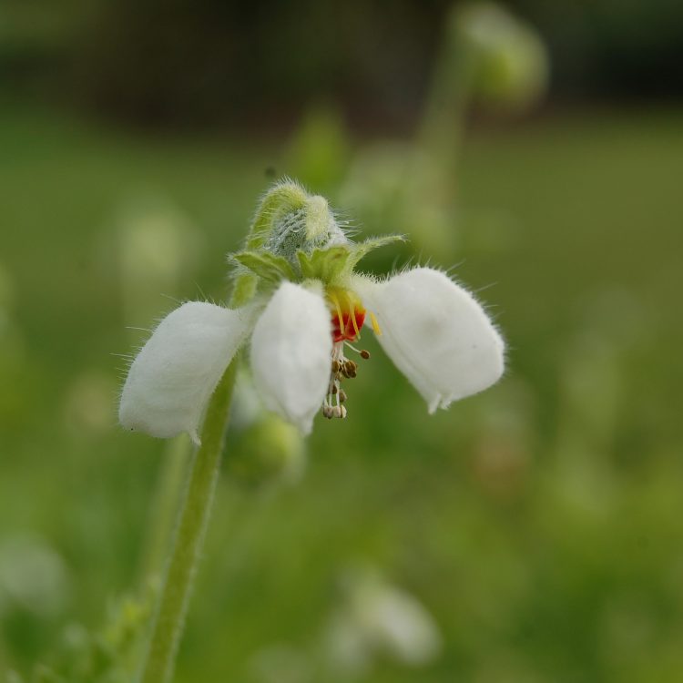 Blumenbachia hieronymi
