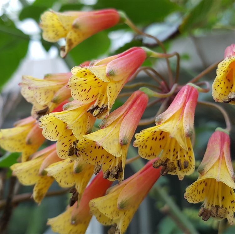 Bomarea x cantabrigiensis