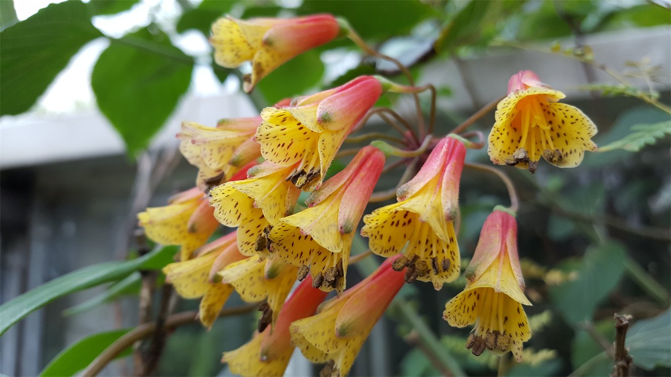 Yellow and peach bell-shaped flowers