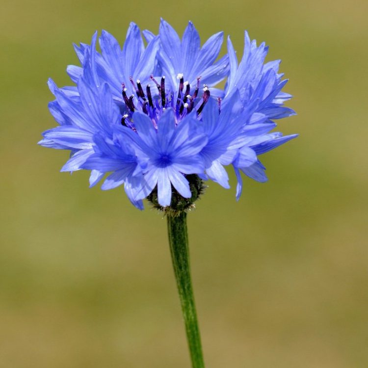 Arable Weeds