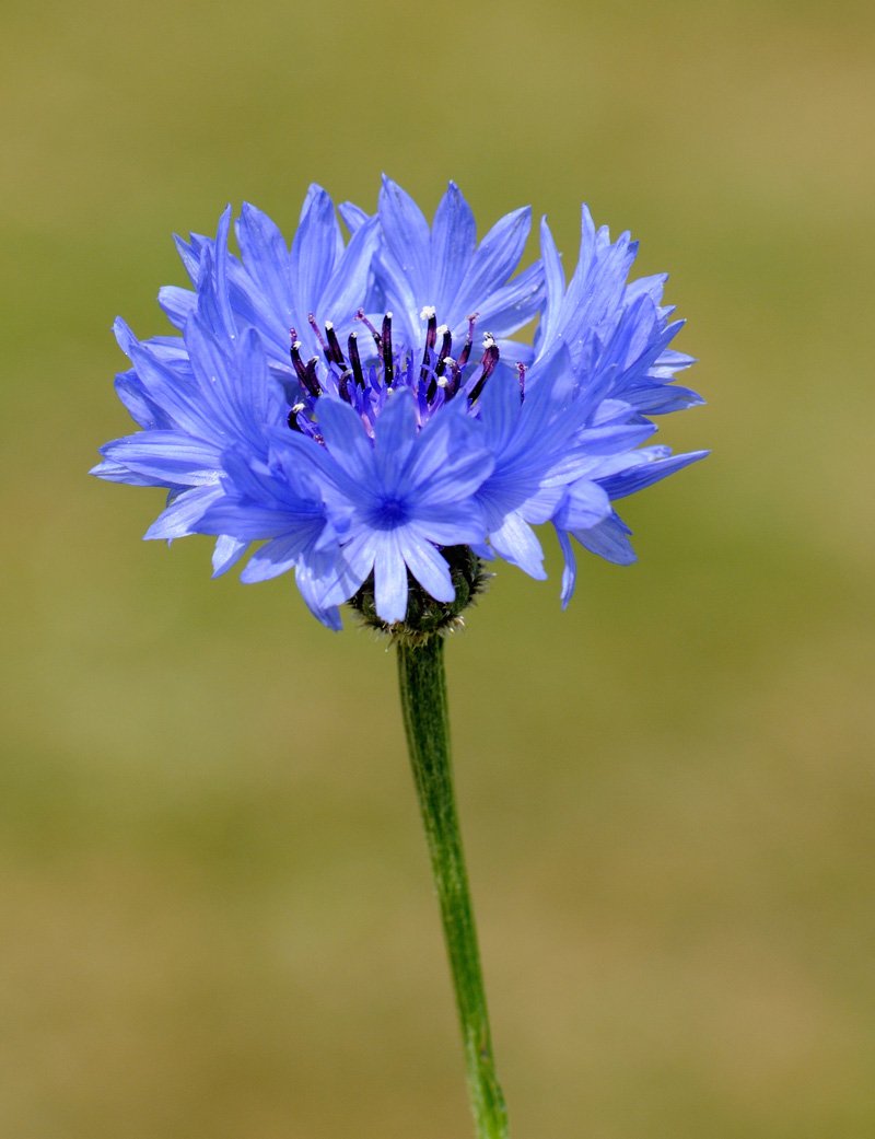A close up image of a blue cornflower