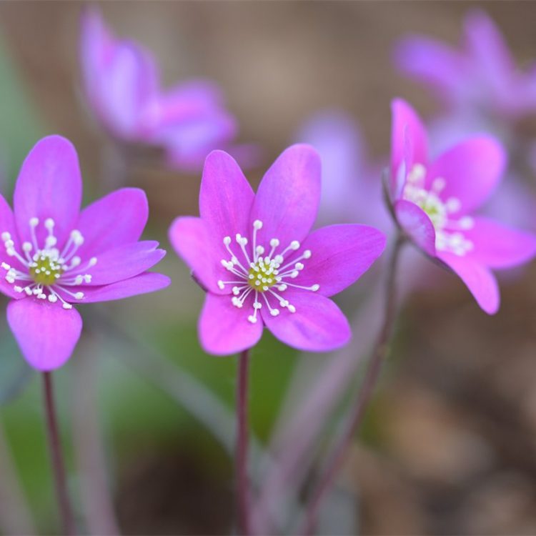 Alpine flowers